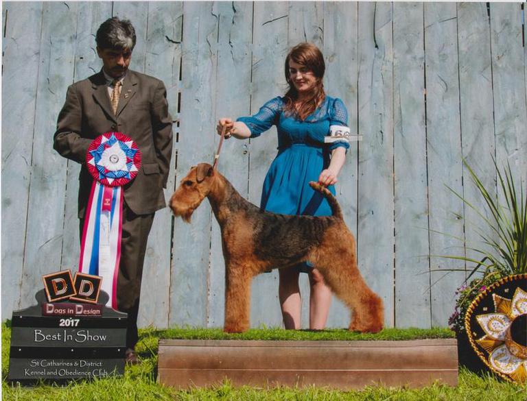 airedale kennel